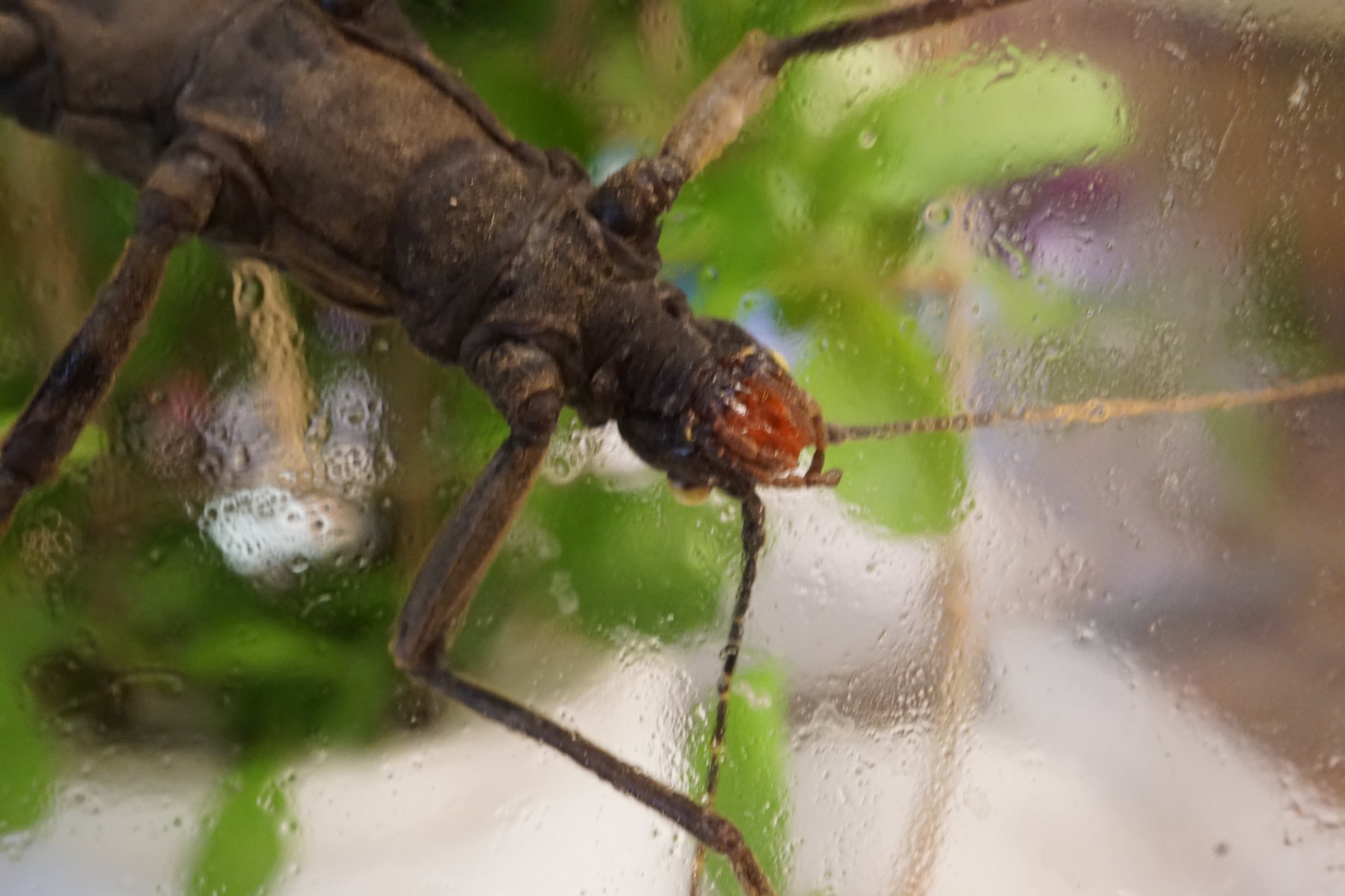 A terrárium faláról párát nyalogató nőstény